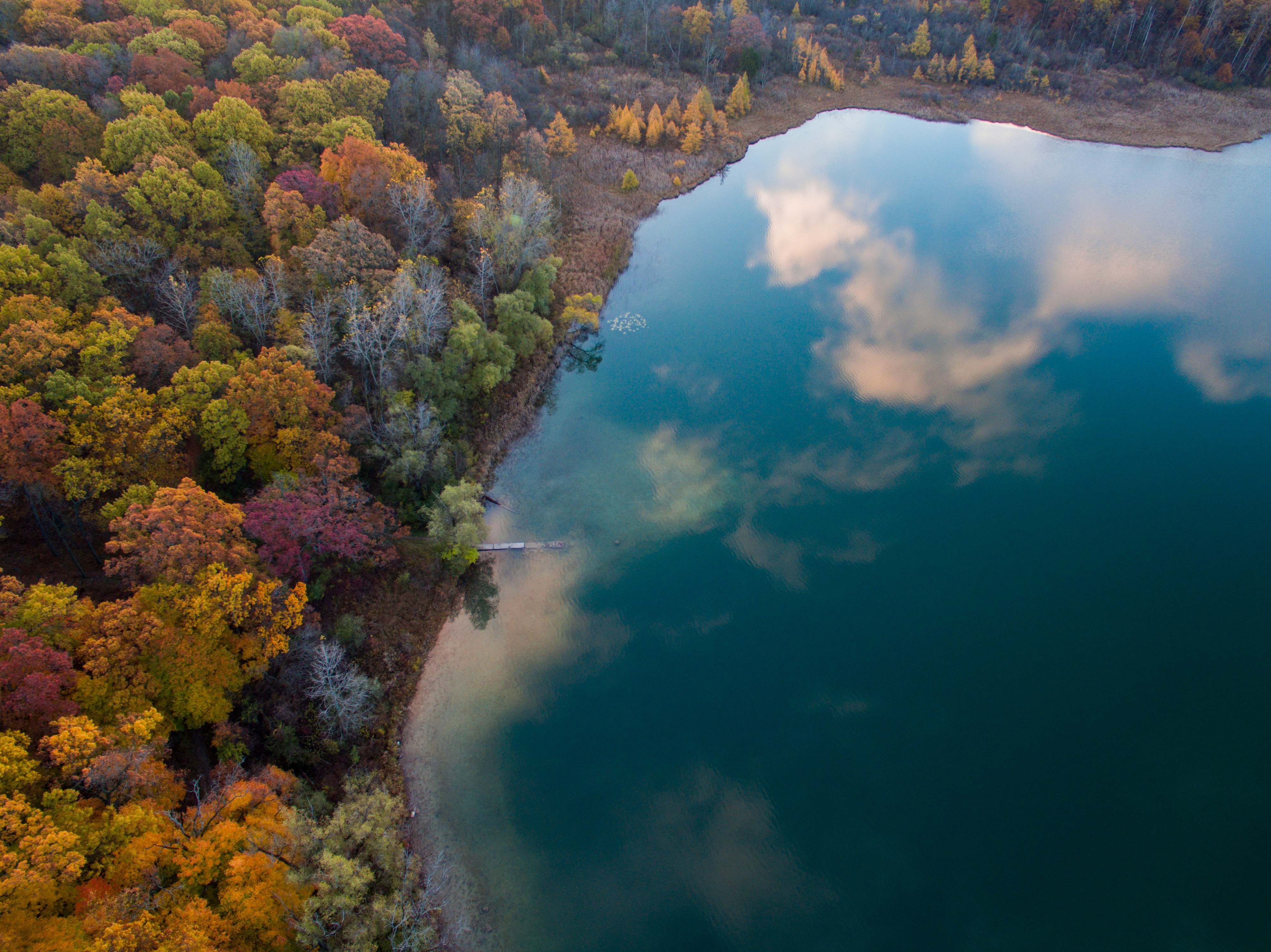 aerial photography of tree near body of water